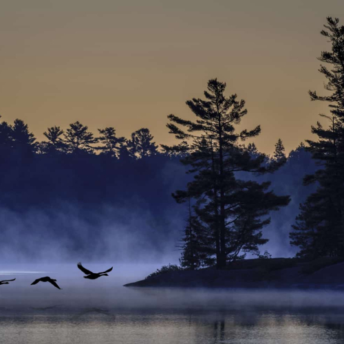 3rd Merit Award NAT Toronto Digital Photography Robert Rutkay Early Morning Arrivals At Grundy Lake