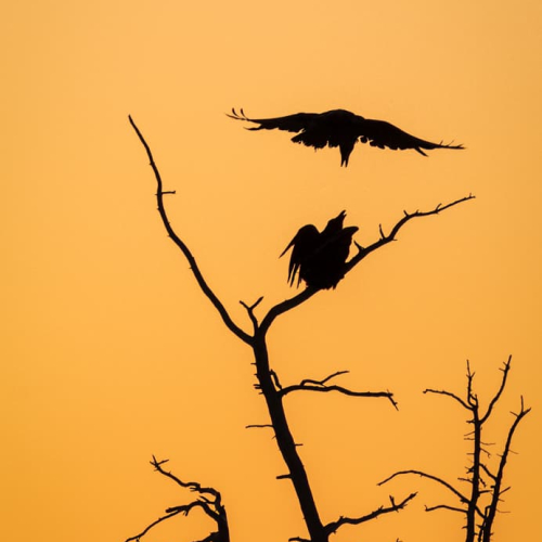 3rd Merit Award NT  Sean Ohare Ravens At Sunset