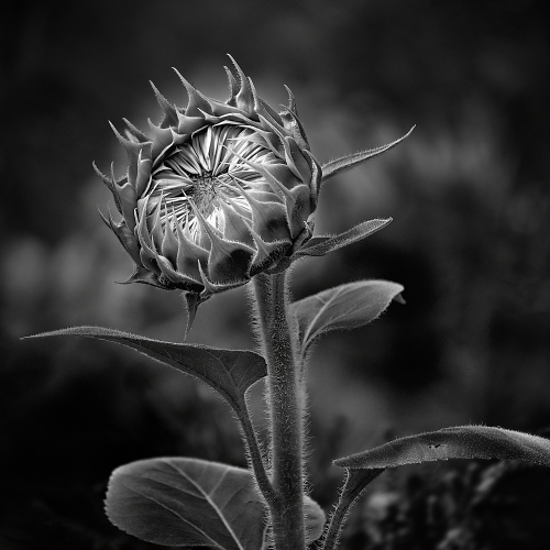 3rd Merit Award PLANT The Chinese Canadian Photographic Society Of Toronto Edwin Ho Sunflower