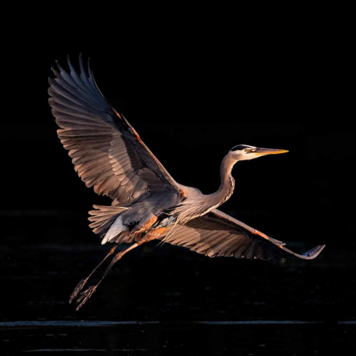 3rd Merit Award PZ Victoria Camera Club Kim Smith Perfect Form