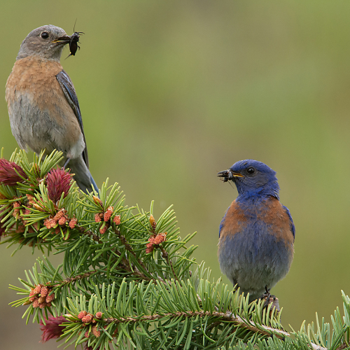3rd_Merit_Award-WI-John Lyon-Male & Female Western