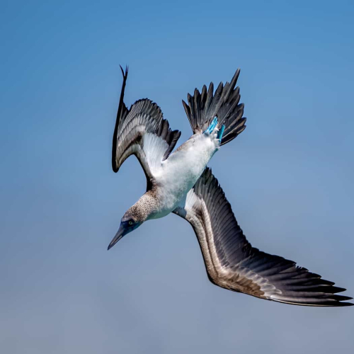 BRONZE_MEDAL-Lesleyanne Ryan-Blue-Footed Booby