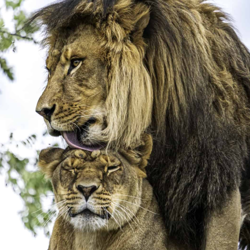 BRONZE MEDAL-  Montreal Camera Club - Carole Pelletier-  Lion And Lioness