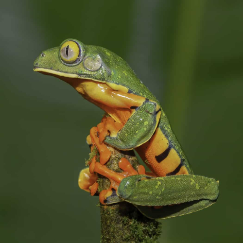 BRONZE MEDAL-  Montreal Camera Club - Jean Gouin - Splendid Leaf Frog