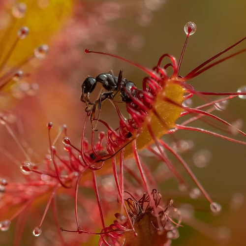 BRONZE MEDAL Victoria Camera Club Judy Johnston Sundew Plant Capturing An Ant