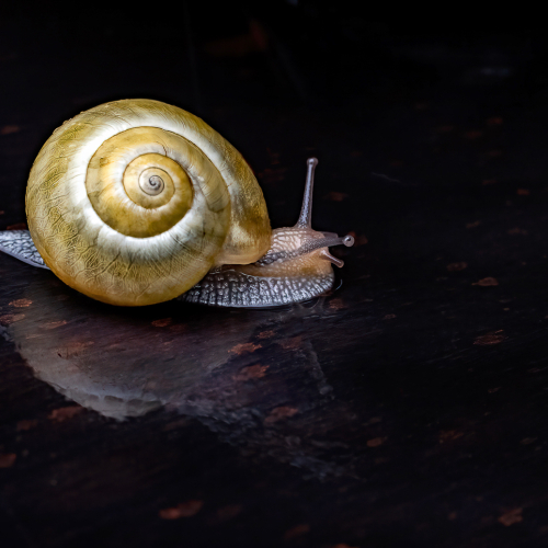 Bronze Medal Club Photo Impression Danielle Abran Petit Train Va Loin