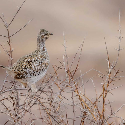 Bronze Medal Colleen Edwards Why Did The Prairie Chicken Climb The Tree