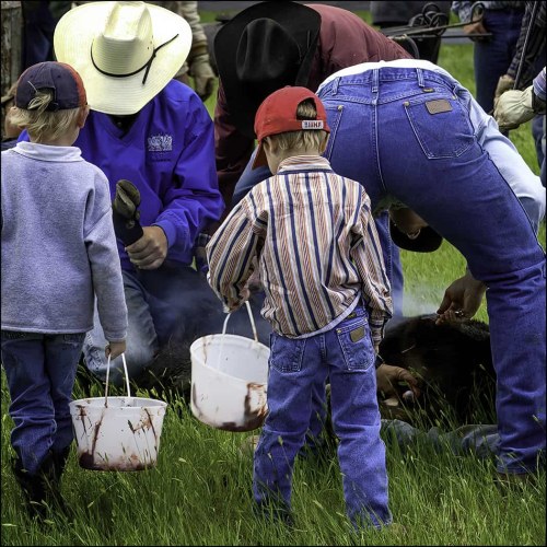 Bronze Medal Images Alberta Camera Club Gary Ford Bloody Buckets And Prairie Oysters