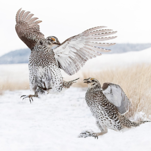 Bronze Medal Norm Dougan Fighting Sharptail Grouse