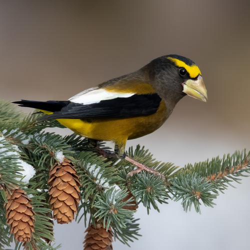 Bronze Medal Norm Dougan Male Evening Grosbeak
