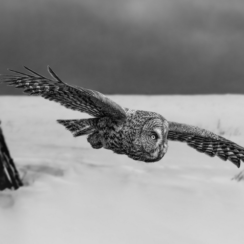 Bronze Medal Norm Dougan Winter Hunter
