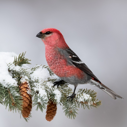 Bronze Medal Norm Dougan   Grosbeak Winter Visitor