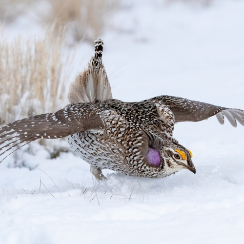 Bronze Medal Norm Dougan   Sharptail Snow Dance