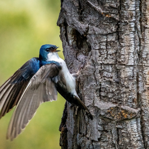 Bronze Medal Norm Dougan   Tree Swallow Nest