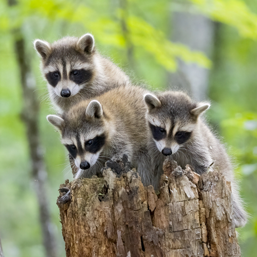Bronze Medal Richmond Hill Camera Club Cliff Homewood Three Raccoon Babies