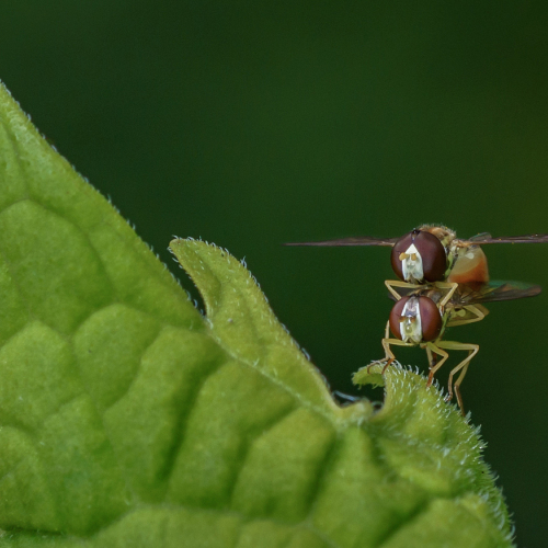 Bronze Medal Richmond Hill Camera Club George Cates Mating Hover Flies