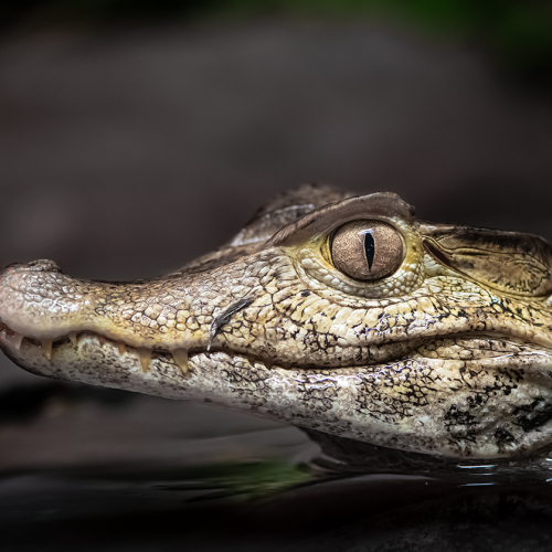 Bronze Medal Richmond Hill Camera Club Kevin Kwong Crocodile Closeup