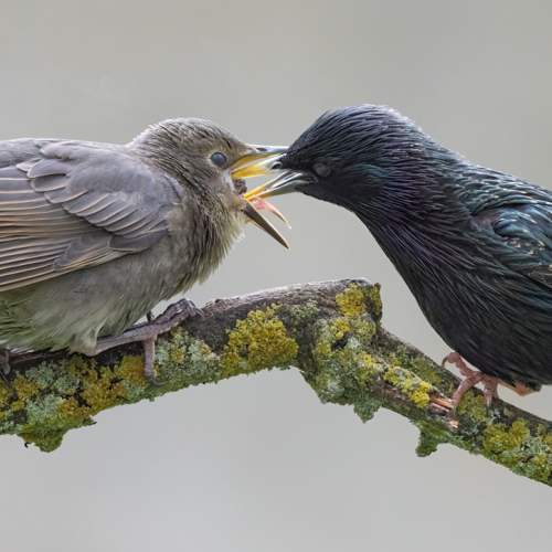 Bronze Medal Richmond Hill Camera Club Nick Shearman European Starling Feeding Young