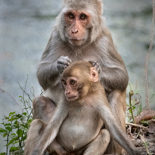 Bronze Medal Richmond Hill Camera Club Ron Goodlin Rhesus Macaque Monkey Grooming Juvenile, India