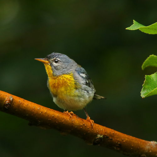 Cliff Sanddeson Northern Parula