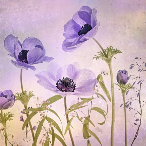 Colour Open - Gold Medal - Dianne English (Australian Photographic Society) - image "Anemone Bunch"
