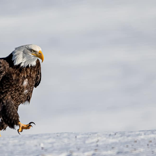 GOLD MEDAL NBMFRC Photo Club Ellan Tramley Seymour Eagle Walking