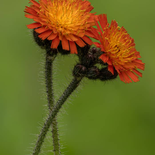 GOLD_MEDAL-Catalin Sandu-Entangled Orange Hawkweeds