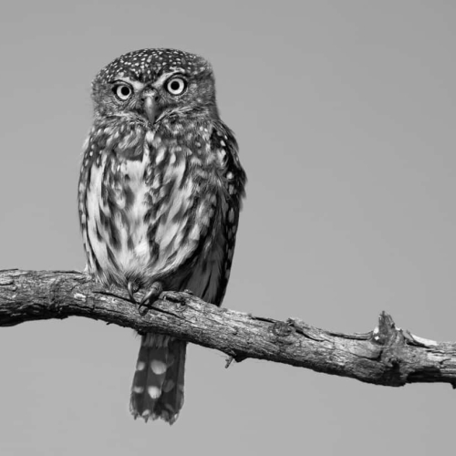 GOLD MEDAL Foothills Camera Club Alexandra Wall Pearl Spotted Owl