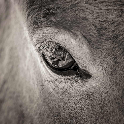 GOLD MEDAL Foothills Camera Club Elizabeth Hak Windows To The Soul