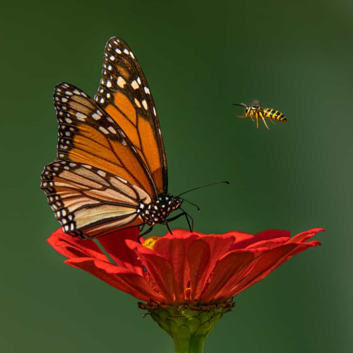GOLD MEDAL - Jiahua Elite Photography Association - Jia Chen - Butterfly And Bee
