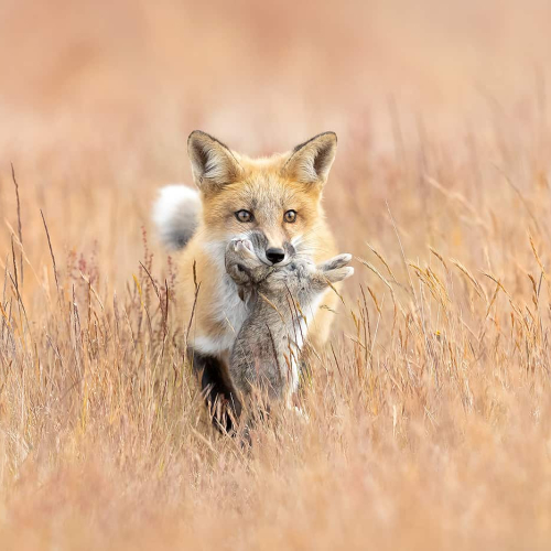 GOLD MEDAL - Jiahua Elite Photography Association - Phillip Chang - Feast