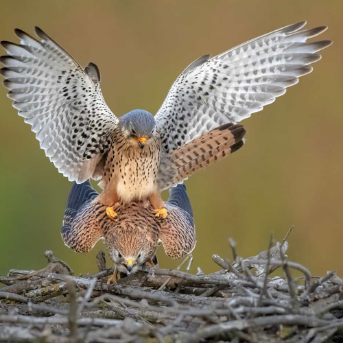 GOLD MEDAL - Jiahua Elite Photography Association - Sheree Chang - Mating