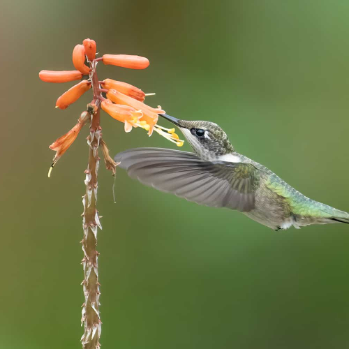 GOLD MEDAL - Jiahua Elite Photography Association-  Zhiwen Li - Hummingbird