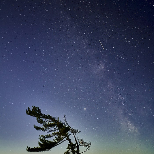 GOLD MEDAL London Camera Club Bill Boswell Killbear Tree With Milky Way
