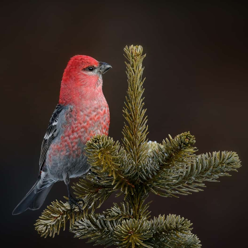 GOLD MEDAL Norman Dougan Boreal Forest Grosbeak