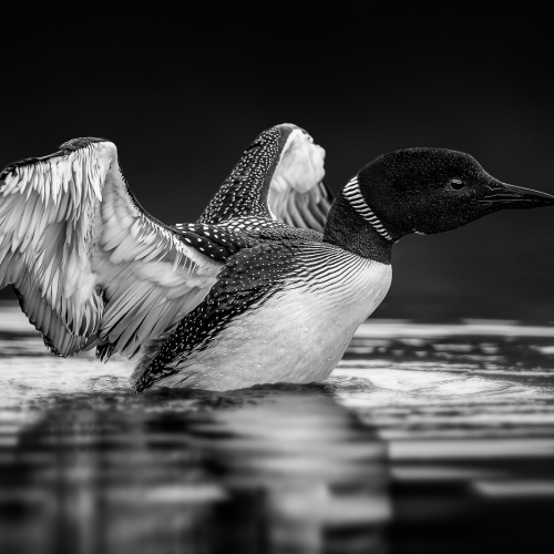 GOLD MEDAL Norman Dougan Displaying Loon