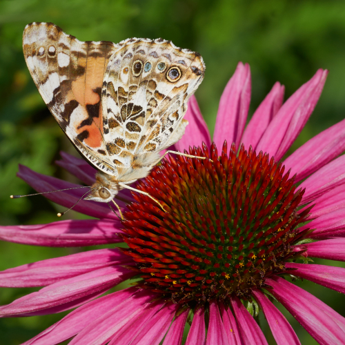 George Mitchell Painted Lady