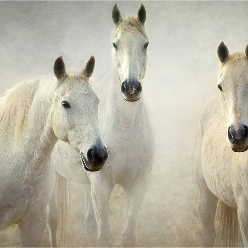 Gold Award-Colour-Three Whites-Hans Kawitzki-APS