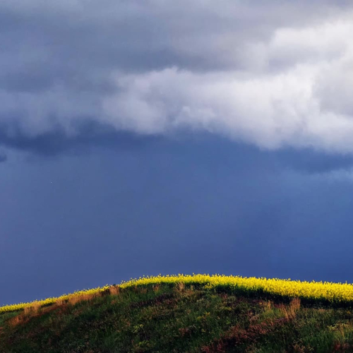 Gold Medal Foothills Camera Club Carol Coleman Storm Clouds Over Canola