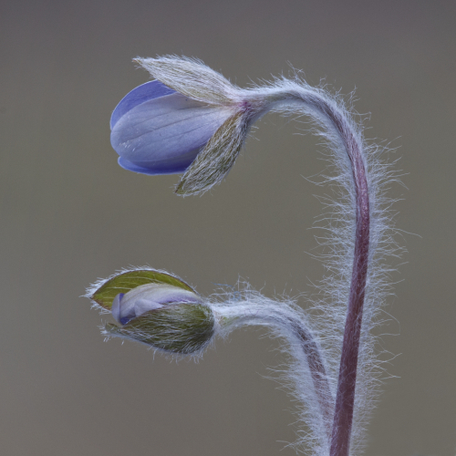 Gold Medal Trillium Photographic Club Ed Espin Hepatica