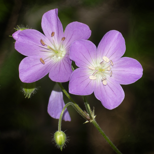 Gold Medal Trillium Photographic Club Ela Piskorz Wild Geranium