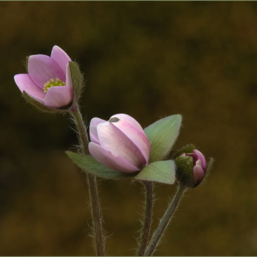 Gold Medal Trillium Photographic Club Heather Engel Hepatica