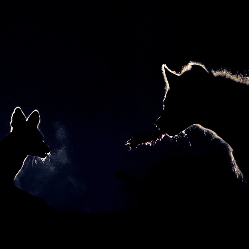Gold Medal Yun Wang Hyena Took Jackal S Food At Night