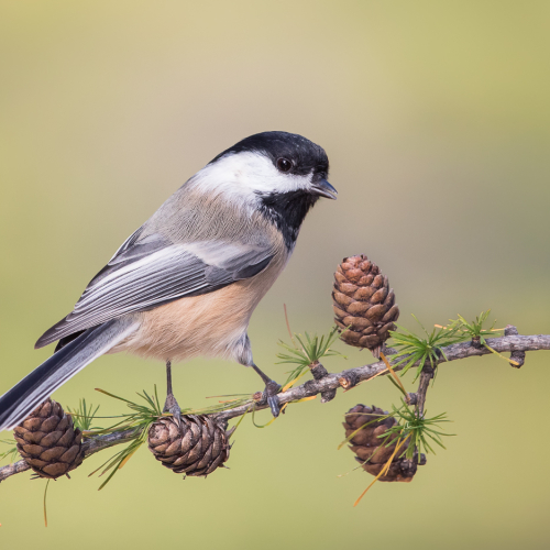 Gold Missy Mandel Chickadee On Cones