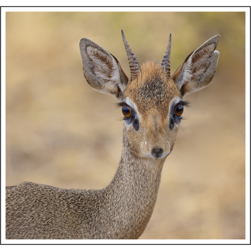 Gold Missy Mandel Dik Dik Portrait