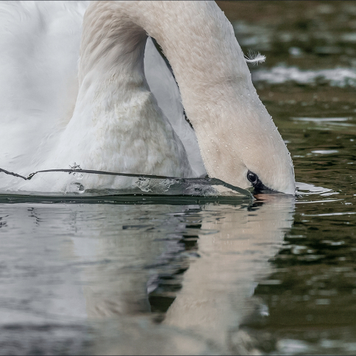 Guy Brun Breaking The Ice