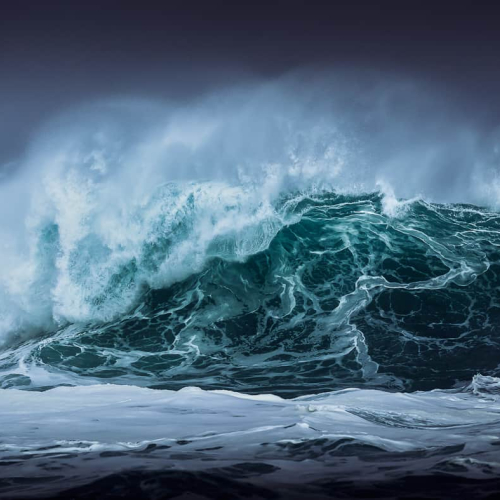HONOURS Elizabeth Noftall OceanFrenzy