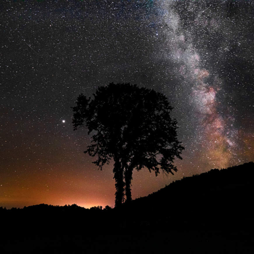 HONOURS Moncton Focus Camera Club Lawrence Nicoll The Ancient Elm Absorbs The Light Of The Milky Way