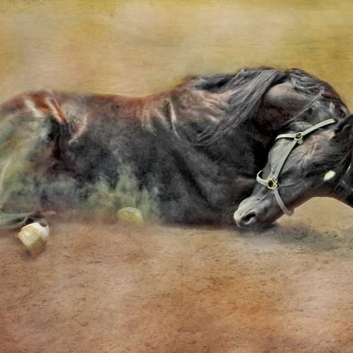 HONOURS Photo Fredericton Carol Randall Horse