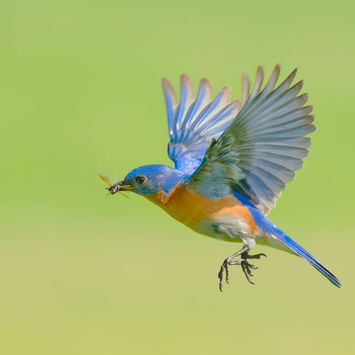 HONOUR AWARD-Adrienne Zoe-Food Delivery (Eastern Bluebird)